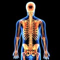 3d illustration of human body skeleton anatomy